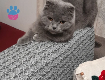 Scottish Fold 1 Yaşında Kedim Eş Arıyor