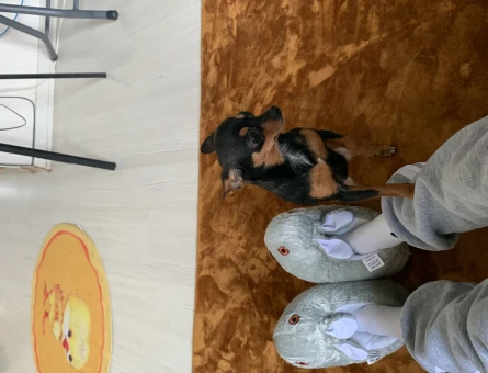 Minyatür Pinscher Dünya Güzeli Kızıla Eş Arıyorum - 118963012