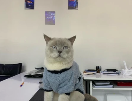 British Shorthair Bluepoint Kedime Eş Arıyorum - 118963124