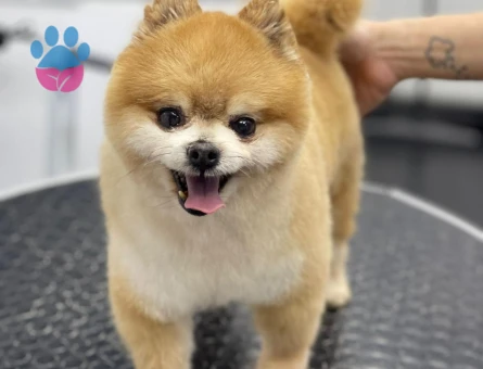 Poomeranian Boo Oğluma eş arıyoruz
