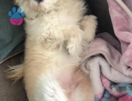 Maltepe Terier pomerian boo kırması oğluma eş arıyorum