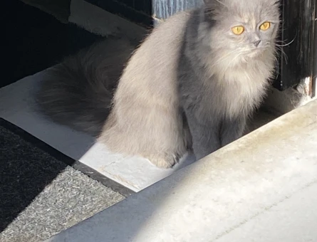 British longhair Dişi Kedim Eş Arıyor - 118975188
