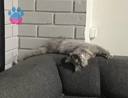 British longhair Dişi Kedim Eş Arıyor