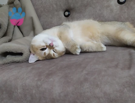 British Oğluma eş arıyorum