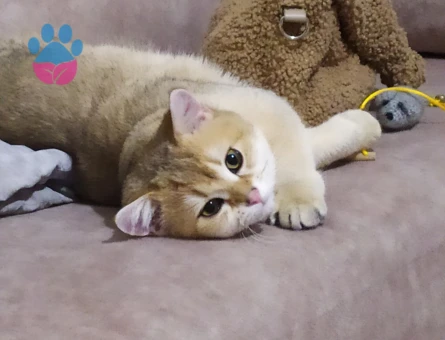 British Oğluma eş arıyorum