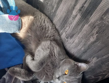 Scottish kedimiz, 1.5 yas disi  es ariyoruz