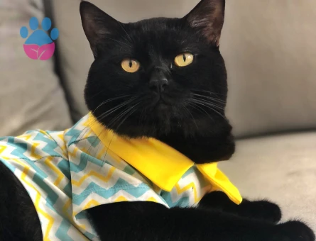 Leo’ma Eş Arıyorum.