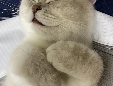 British Shorthair Dişi Kızgınlıkta - 118975198