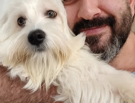 Maltese Terrier 1,5 Yaşında Eş Arıyor - 118975199