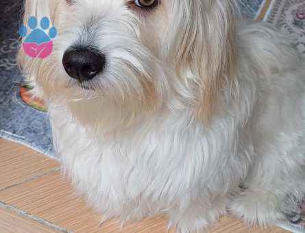 Maltese Terrier 1,5 Yaşında Eş Arıyor