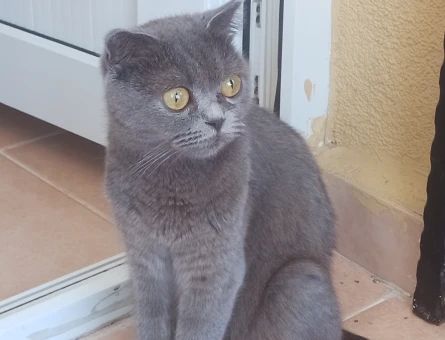 Scottish Fold kızımıza DAMAT arıyoruz, şu an kızanda - 118975201
