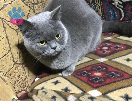 British Dişi Kedime Eş Arıyorum