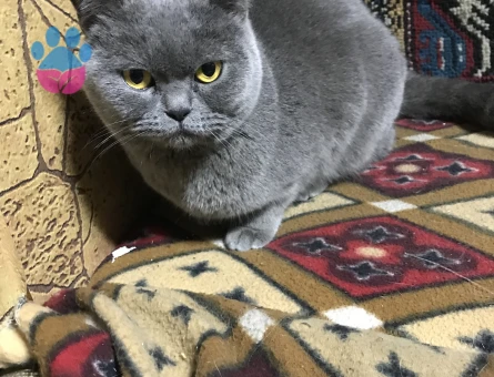 British Dişi Kedime Eş Arıyorum