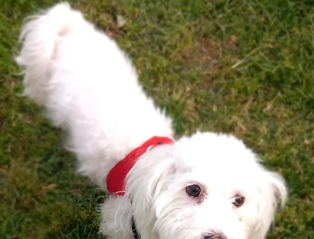 Maltese Terrier Cinsi Kızıma Eş Arıyorum - 118975202
