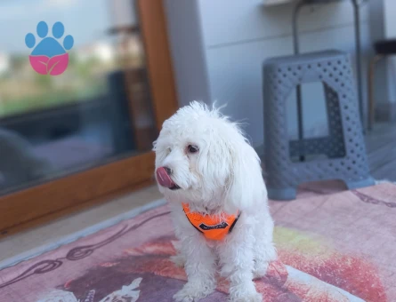 Maltese Terrier Cinsi Kızıma Eş Arıyorum