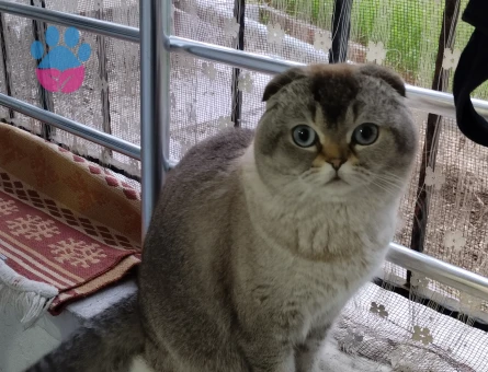 Şecereli Scottish Fold 3 Yaşında Eş Arıyor
