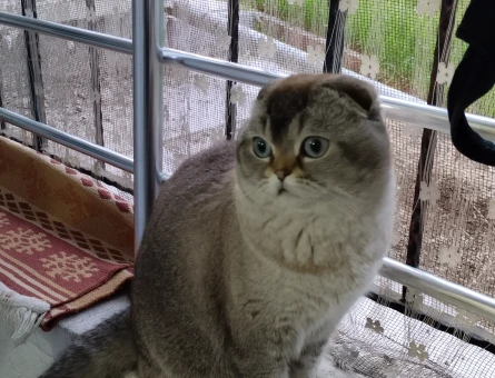Şecereli Scottish Fold 3 Yaşında Eş Arıyor - 118975203