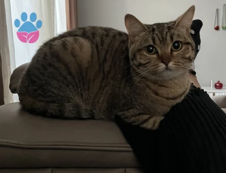 British Shorthair 1 Yaşında Eş Arıyor