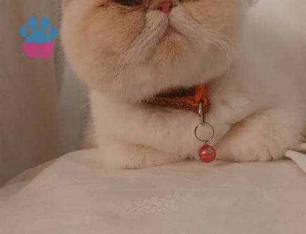 İran kedisi 11 Aylık Eş Arıyoruz