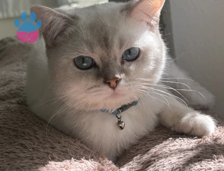 British Shorthair Mabel Eş Arıyor