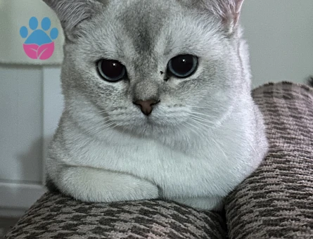 British Shorthair Mabel Eş Arıyor