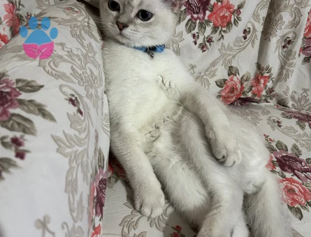 British Shorthair Mabel Eş Arıyor