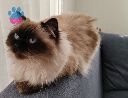 British Longhair Dişi Kedim Eş Arıyor