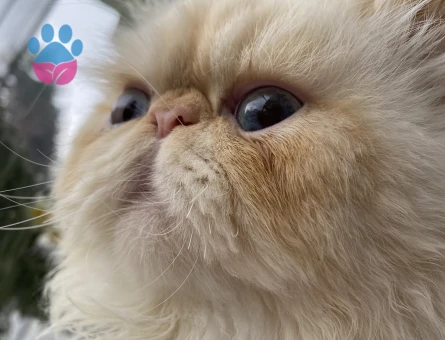 İran Kedisi 1 Yaşında Eş Arıyor