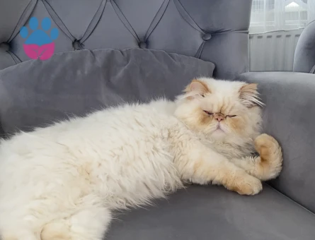 İran Kedisi 1 Yaşında Eş Arıyor