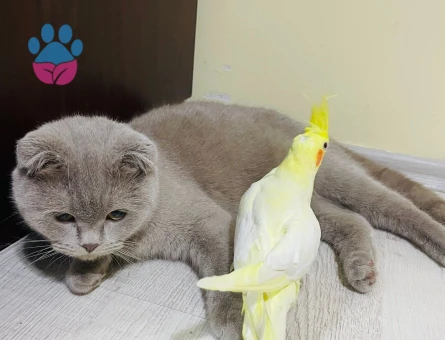 Scottish Fold Kızımız Eş Arıyor