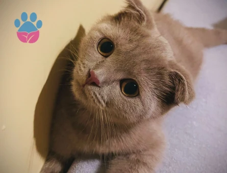 Scottish Fold Kızımız Eş Arıyor