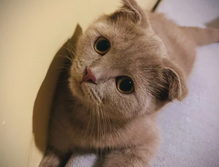 Scottish Fold Kızımız Eş Arıyor - 118982693