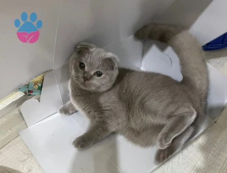 Scottish Fold Kızımız Eş Arıyor