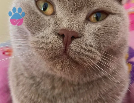 Scottish Fold Kızımız Eş Arıyor