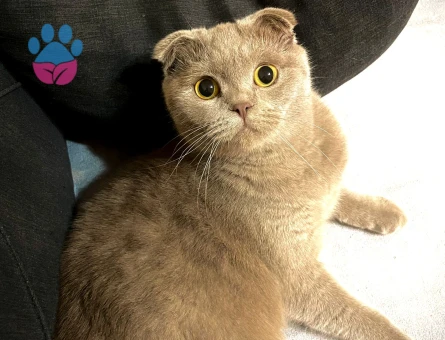 Scottish Fold Kızımız Eş Arıyor