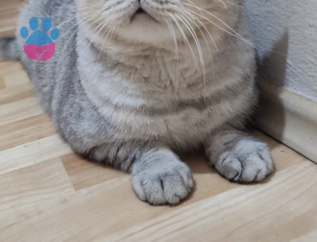 British Shorthair 2 Yaşında Eş Arıyor