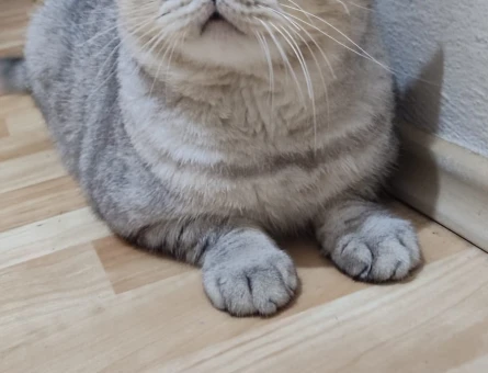 British Shorthair 2 Yaşında Eş Arıyor - 118982694