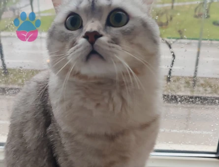 British Shorthair 2 Yaşında Eş Arıyor