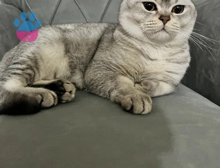 British Shorthair 1 Yaşında Erkek Kızgınlıkta