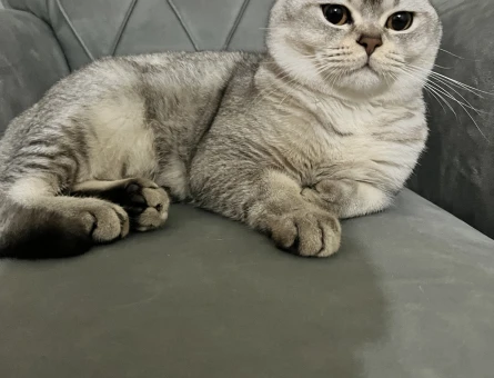 British Shorthair 1 Yaşında Erkek Kızgınlıkta - 118982695