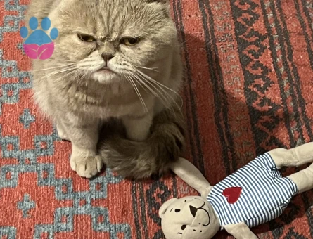 Kedim Leo eş arıyor