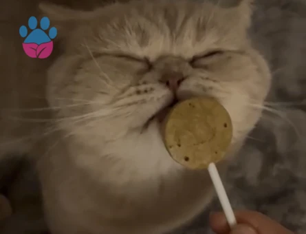 Kedim Leo eş arıyor