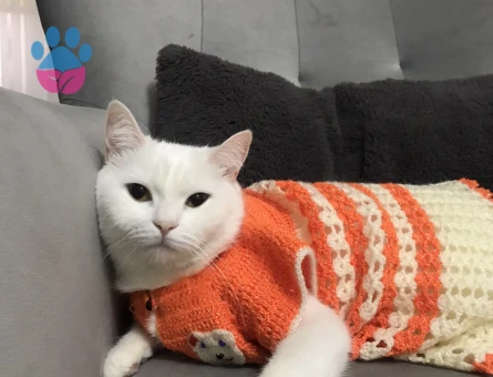 British shorthair eş arıyoruz