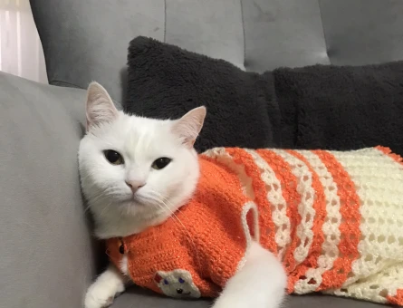 British shorthair eş arıyoruz - 118982698
