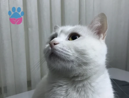 British shorthair eş arıyoruz