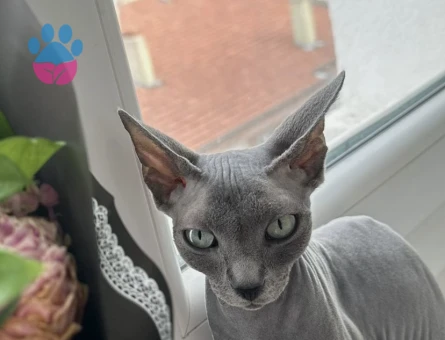 Sfenks Dişi 3 Yaşında Eş Arıyor