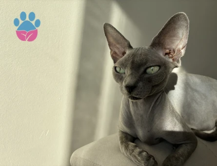 Sfenks Dişi 3 Yaşında Eş Arıyor