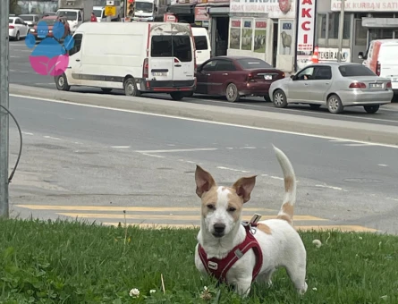 1 yaşındaki oğluma dişi arıyorum