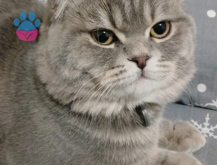 Scottish Fold Kayzenime eş arıyorum