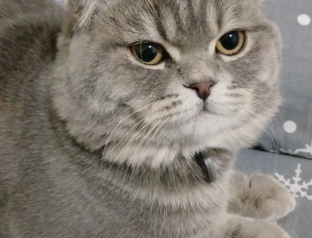Scottish Fold Kayzenime eş arıyorum - 118982702